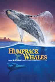 Cá Voi Lưng Gù - Humpback Whales (2015)
