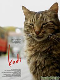 Thế giới loài mèo - Kedi (2017)